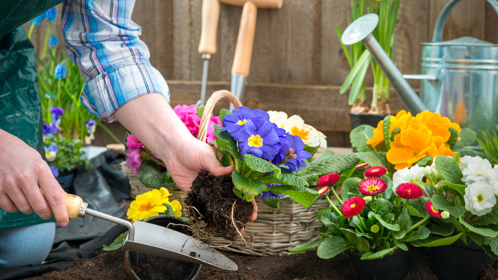 Green Therapy: Gardening & Plant Care for Stress ManagementGreen Therapy: Gardening & Plant Care for Stress Management