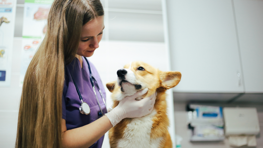 Veterinary Professionals & Stress: Managing Stress as a Vet